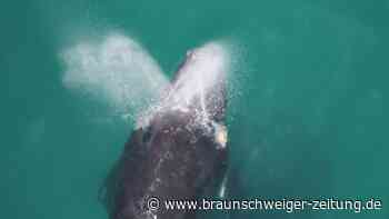 Tier-Phänomen: Killer-Wal mit fremdem Nachwuchs gesichtet