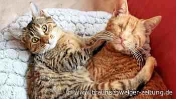 Altkreis Osterode: Vierbeiner suchen ein liebevolles Zuhause