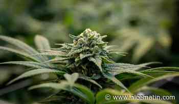 Un Varois cultivait de grandes quantités de cannabis avec son fils "pour ne pas avoir à en acheter à des dealers"