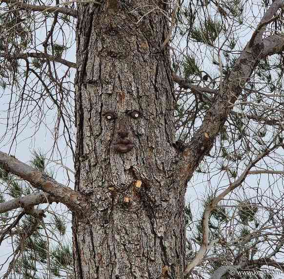 #LeafNoLitter: The trees in Roswell are watching