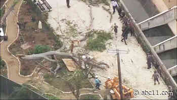 Tree branch falls on San Antonio Zoo guests, sending 7 to hospital