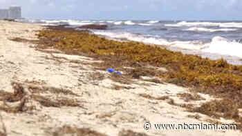 Massive, Smelly Seaweed Blob Makes its Way to South Florida's Shores