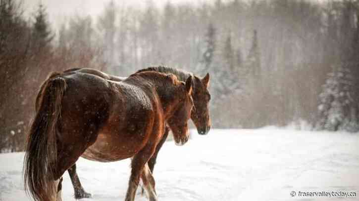 Researcher calls for more wild horse protections after 17 shot dead in rural B.C.