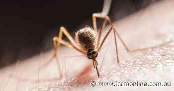 Another death with the return of an old mossie virus