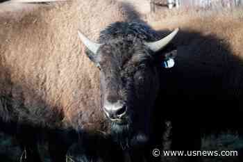 US Tribes Get Bison as They Seek to Restore Bond With Animal