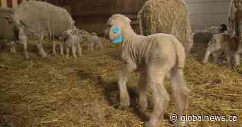 No sleep for ewe: 11 lambs born to one Sask. farmer during weekend blizzard