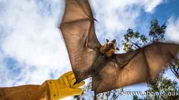 Bat-linked blackouts on the rise as SA flying fox colony expands
