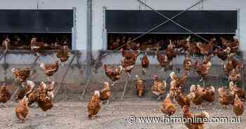 This poultry farmer won't be letting his children eat fake nuggets
