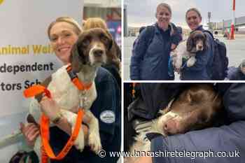 Lancashire service dog adopted from Dogs Trust returns from Turkey