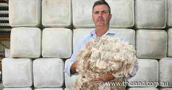 Imported shearers ready to fill the gap