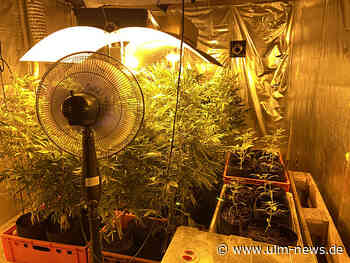 Kiloweise Marihuana und Aufzuchtanlage sichergestellt