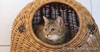 Tierheim Kulmbach trauert um Katze Sally - "wirklich niemand gab ihr eine Chance"