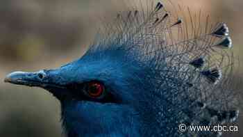 Toronto Zoo closes bird enclosures to guests after avian flu confirmed in southern Ontario