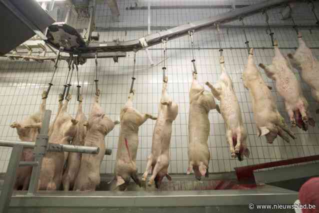 Roemenen riskeren tot 3 jaar cel voor diefstal van varkenskarkassen uit vrachtwagen: “Negen keer toegeslagen en steeds op parking in Bornem”