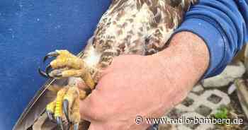 Vermeintlich tot: Polizei rettet verletzten Bussard von A7