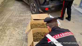 L'azienda agricola stupefacente: sequestrati 42 chili di marijuana e 50 piante