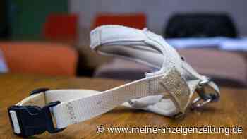 Kinderohr halb ab: Hundehalterin verneint Verantwortung