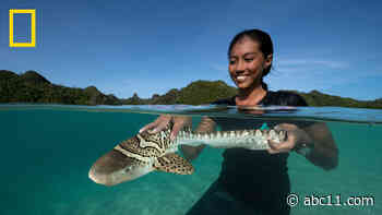 NatGeo takes look inside unprecedented effort to reintroduce endangered baby zebra sharks into wild