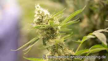 Cannabis auf Rezept ohne neue Hürden