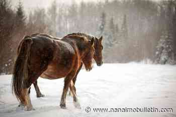 Researcher calls for more wild horse protections after 17 shot dead in rural B.C.