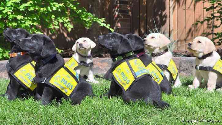 Puppies in training: Calgary volunteers sought to help raise service dogs