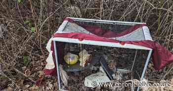 Four pet rats abandoned in freezing conditions in Wallsend rescued