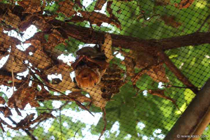 Austin eyeing full-time biologist to oversee city's bat population