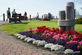 Sidney dethrones Colwood as ‘bloomingest’ community in Greater Victoria