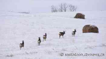 'Deer are moving in and taking their share': Sask. rural leaders call for action on growing wildlife populations