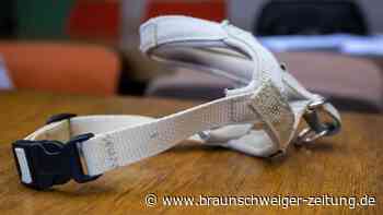 Kinderohr halb ab: Hundehalterin akzeptiert Strafe