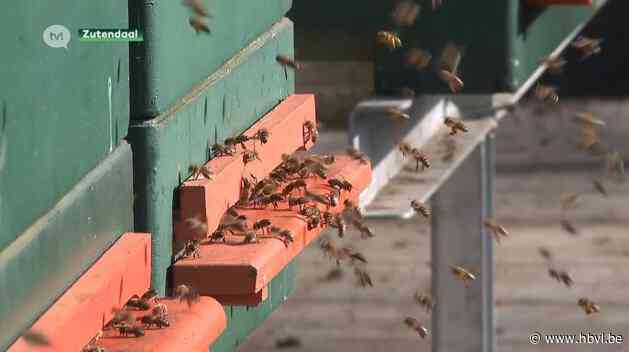 Provincie steunt imkers in strijd tegen Aziatische hoornaar