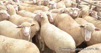 Premium returns for a well-finished lamb | Stock Talk