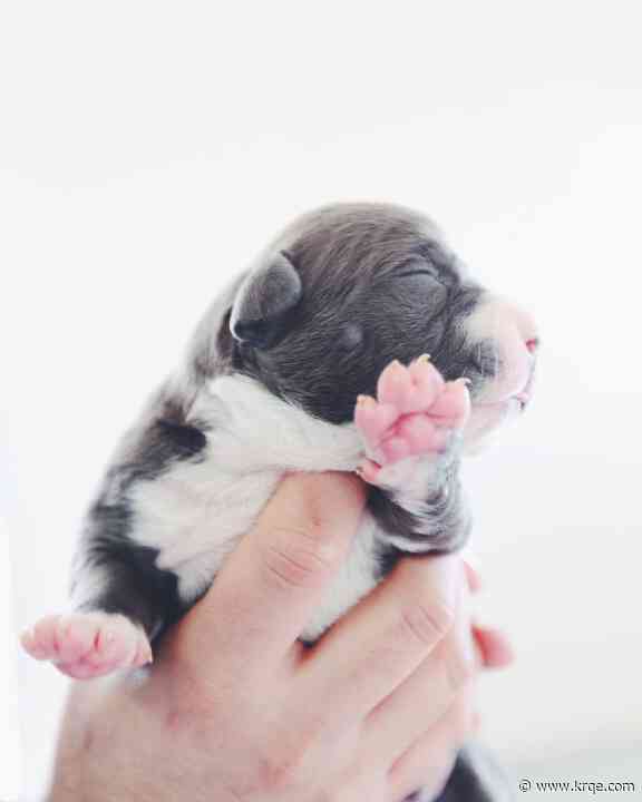 Santa Fe Animal Shelter asking for puppy and kitten supplies