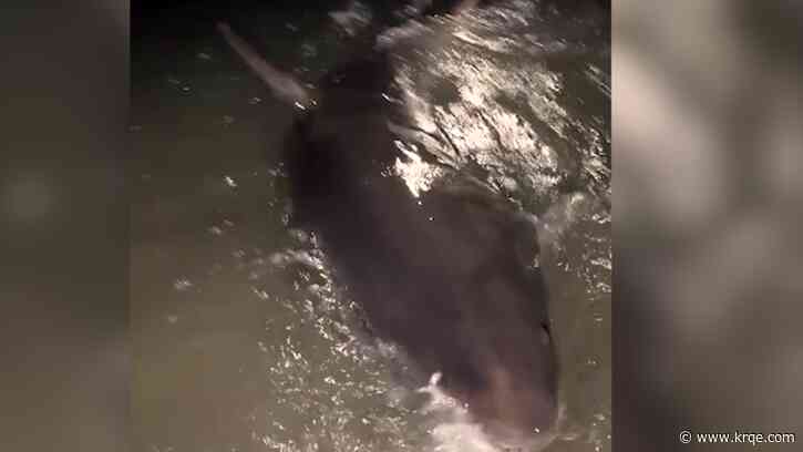 Anglers catch probable great white shark in Alabama