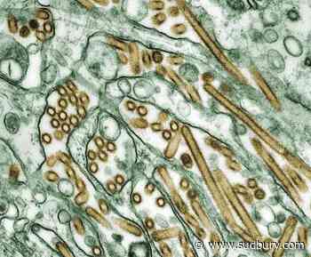 Toronto Zoo closes aviaries after bird flu case detected at southern Ontario farm