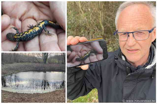“Een wauwgevoel”: Dirk spot eerste bedreigde kamsalamander in Sixtusbossen