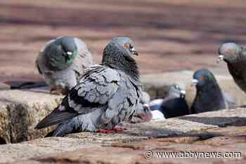 Backpack-wearing pigeon caught ‘in training’ at Abbotsford prison