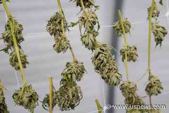 NY Cannabis Agencies Sued by Medical Marijuana Providers