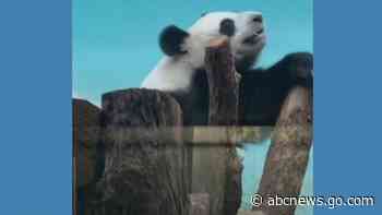 WATCH:  Giant pandas at Moscow Zoo celebrate Panda Day
