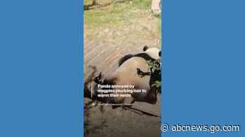 WATCH:  Magpies annoy panda by plucking her hair to warm their nests