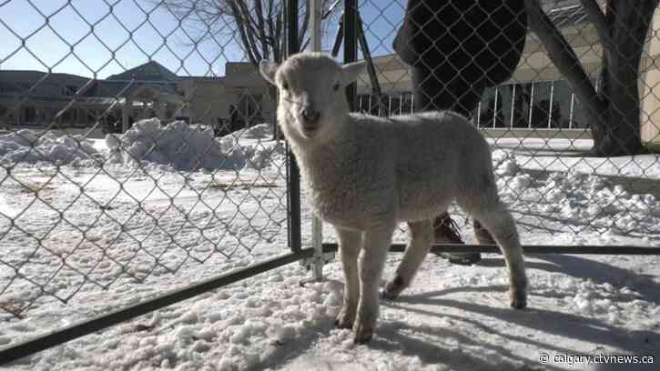 Lethbridge College 'Ag Days' highlights Agriculture industry for southern Alberta students
