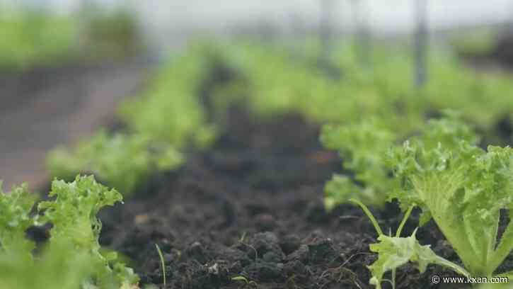 How your freshly gardened plants will fair in the upcoming weather