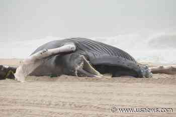 GOP Congressmen: Halt Offshore Wind, Probe Whale Deaths