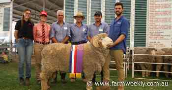 Wililoo stud dominates in Merino ring