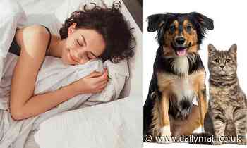 Dogs increase your risk of a sleep disorder - while cats boost the chance of leg jerks, study finds 