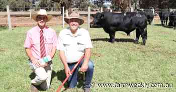 Bonnydale Black Simmental sets record