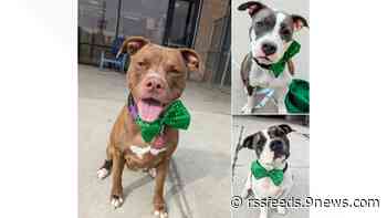 'St. Pitties Day' helps out some lucky shelter dogs