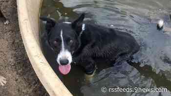 Wolves kill 2 dogs in Jackson County: 'We truly did not expect that they would show up at our house'