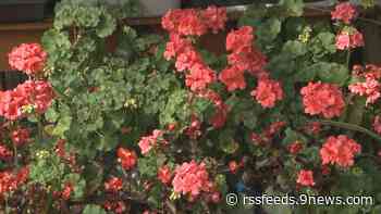 How to prepare geraniums for spring