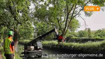 Fünf Jahre nach Fällaktion am Herrenbach sind Ersatzpflanzungen abgeschlossen